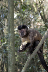 A small brazilian monkey eating a banana