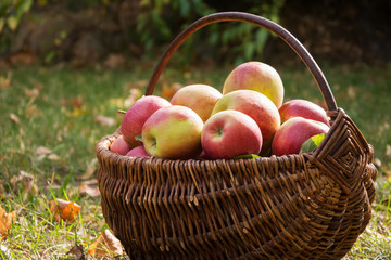 Closeup of a wicker basket with ripe red and yellow apples standing on the grass in a garden