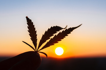 Silhouette leaf marijuana, cannabis plantation in sunlight. Beautiful background in warm shades of...