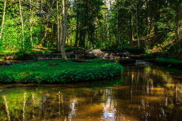 A beautiful small river in the wood