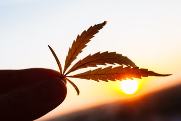 Cannabis leaf against sky. Hand holding marijuana leaf on background of sunset sky with sunlight....