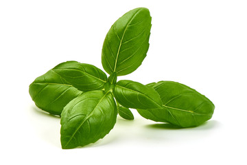 Sweet Green Basil Leaves Herb Spice, closeup, isolated on a white background.