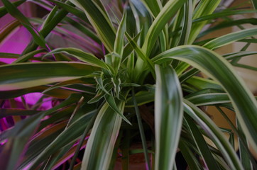 green-white spider plant