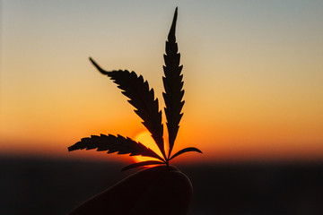 Leaf of cannabis in hand on setting sun on blurred background against sky. Marijuana on of sunset...