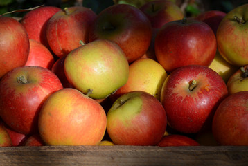 Fototapeta na wymiar Freshly picked apples