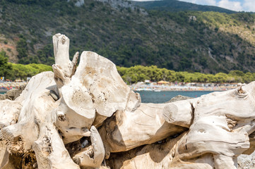 Maritime pine trunk leaning on a Cilento beach