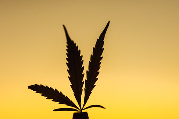 Leaf of cannabis in hand on setting sun on blurred background against sky. Marijuana on of sunset...