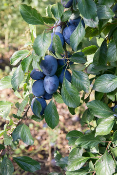 Cluster of ripe blue common plums growing on a branch of a plum tree
