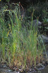 Fototapeta na wymiar Ear of cattail (Typha latifolia.L.)