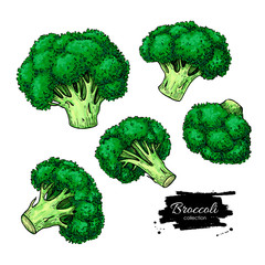 Broccoli hand drawn vector set. Vegetable drawing. 