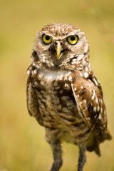 Naklejka premium great horned owl