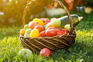 Vegetables in basket at the garden, outdoor