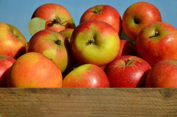 Freshly picked apples