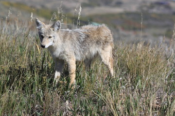 Coyote