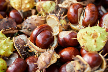 Fallen chestnuts and leaves. Autumn sign.