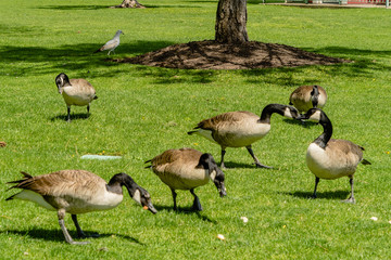Ducks on green grass
