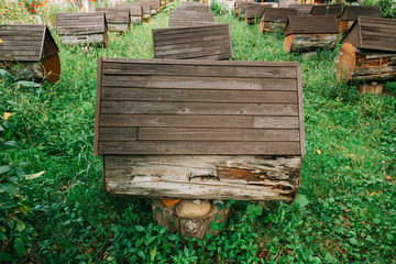 Apiary consisting of artificial hives. Lined up one after another among the green meadows