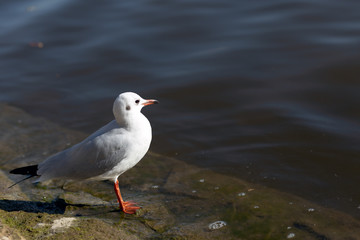 Obraz premium Larus canus. blue-headed gull on the river bank.