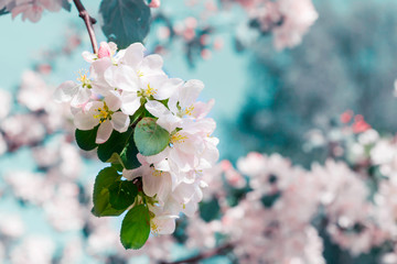 Branch with white blooming apple flowers