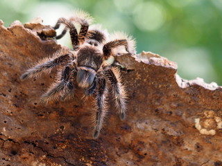 Schwarzrote Vogelspinne - Brachypelma vagans