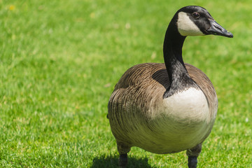 Duck on green grass