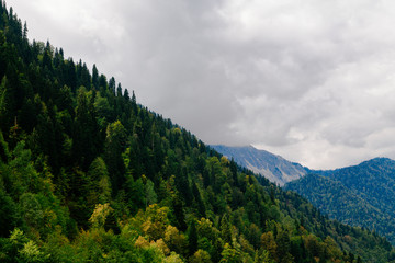 Fototapeta na wymiar Trees in the high mountains. Early autumn