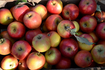 Freshly picked apples
