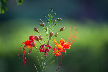 Obraz premium Gulmohar flower seen in a soft bokeh background