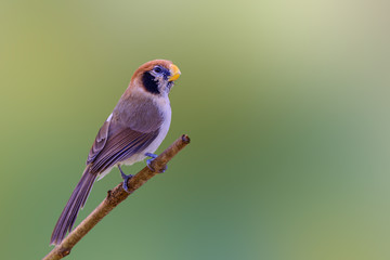 Spot-breasted Parrotbill or Paradoxornis guttaticollis, beautiful brown bird perching on branch with green background at Doi sun juh, Thailand.