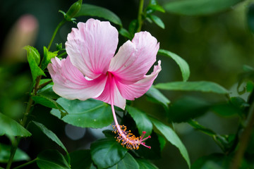 Hibiscus flower hanging from the plant in the garden in soft blurry background