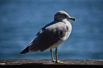 standing seagull 