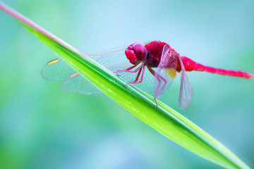 A dragonfly is an insect belonging to the order Odonata, infraorder Anisoptera. Adult dragonflies are characterized by large, multifaceted eyes, two pairs of strong, transparent wings, © Robbie Ross