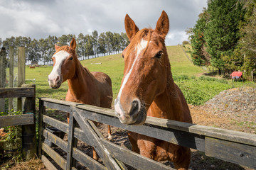 horses looking over gate in field
