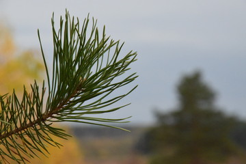 pine branch