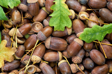 Leaves of oak tree and acorns. Autumnal background.