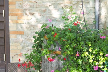 Obraz premium Bougainvillea plant and flowers in the barrel (Marche, Italy, Euope)