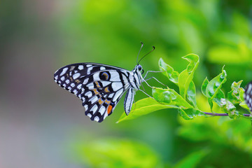 Obraz premium The Common Lime Butterfly sitting on the flower plants in its natural habitat with a nice soft blurry background.