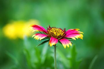 Gallardia flower blooming away on a beautiful spring day