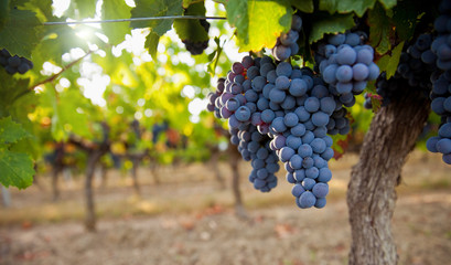 Grappe de raisin noir dans les vigne