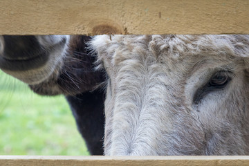 donkey peering through fence