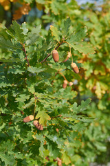 Obraz premium Acorns on the tree. Autumn time.