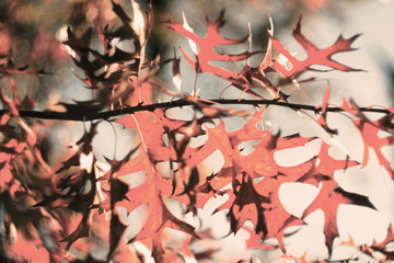 Reddish autumn leaves background