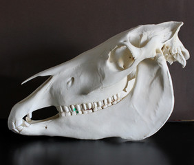 Horse skull photo. Horse teeth. Learning materials for veterinarians.  