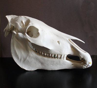 Horse skull photo. Horse teeth. Learning materials for veterinarians. 