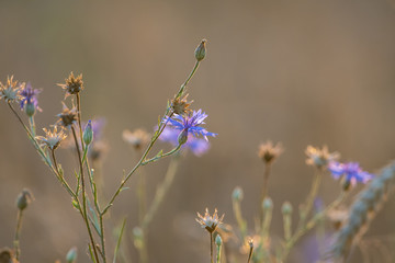 field of wild flowers