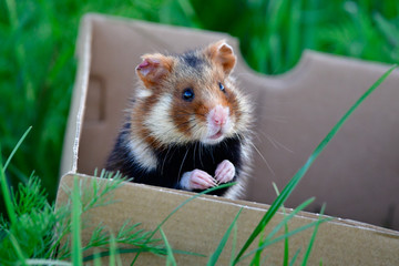 european hamster in box