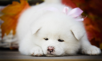 Fototapeta premium Akita puppy in autumn leaves