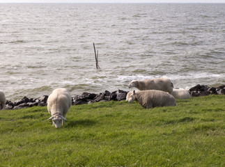 Schafe grasen am Deich von Stavoren am Ijsselmeer in Niederlande