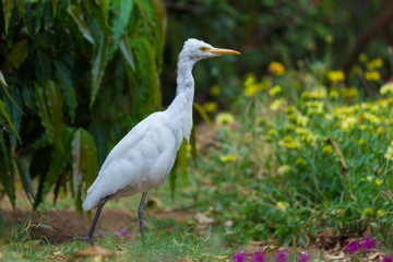 Cattle Egret in the garden in its natural habitat in a soft blurry background.