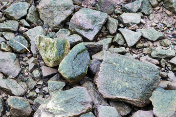 stones on the shore covered with algae
